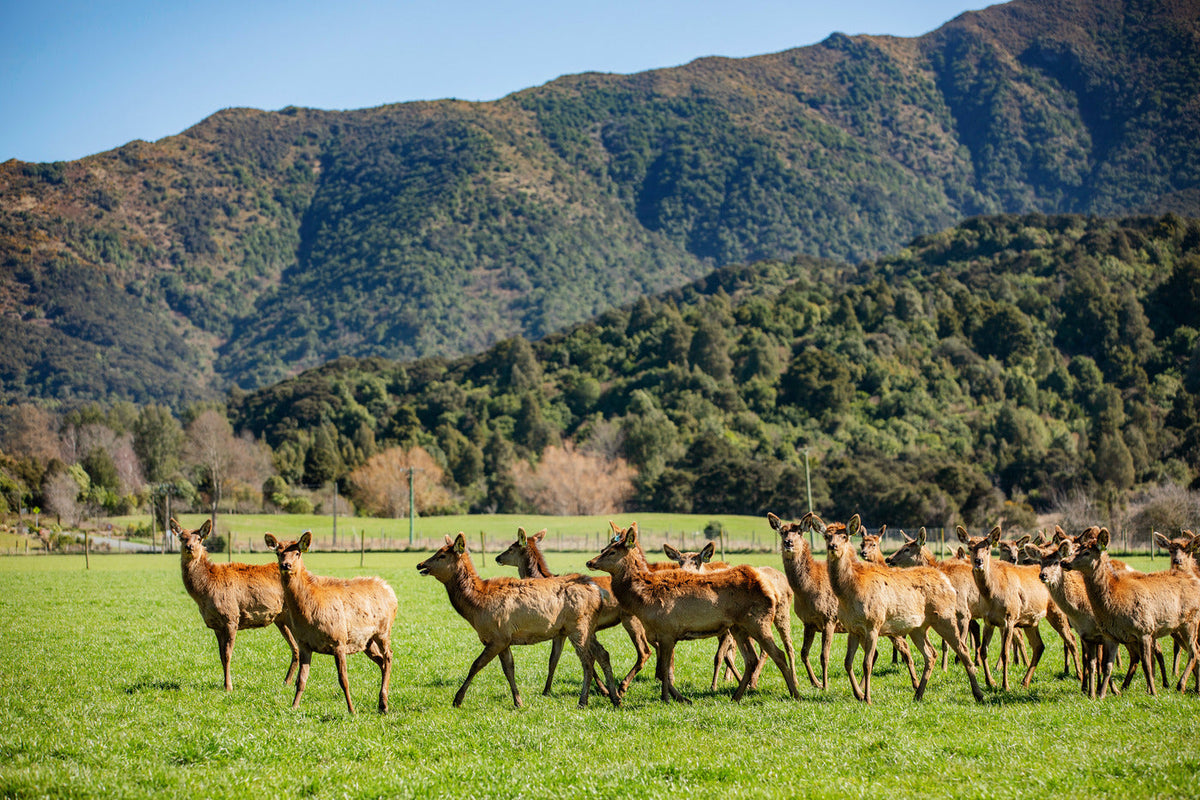 New Zealand Deer Roaming on grass field