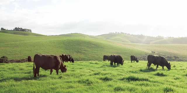 Silver Fern Farms Angus Beef Grazing