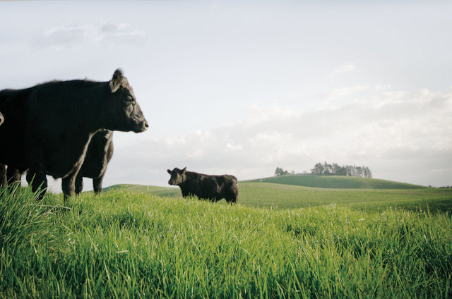 What is the grass-fed difference?