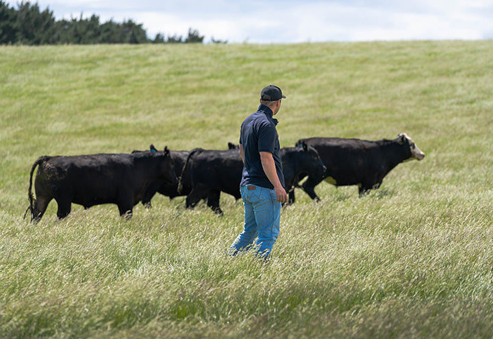 Farmer walking with black cows in a grassy field